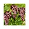 Vigne Ă Raisin Rouge (vitis Labrusca Spulga) Taille Pot De 2 Litres - 50/70 Cm 1 Vigne Ă Raisin Rouge (vitis Labrusca Spulga) Taille Pot De 2 Litres - 50/70 Cm -VIDAXL Soldes Magasin 64038b8013c0a0.64122449