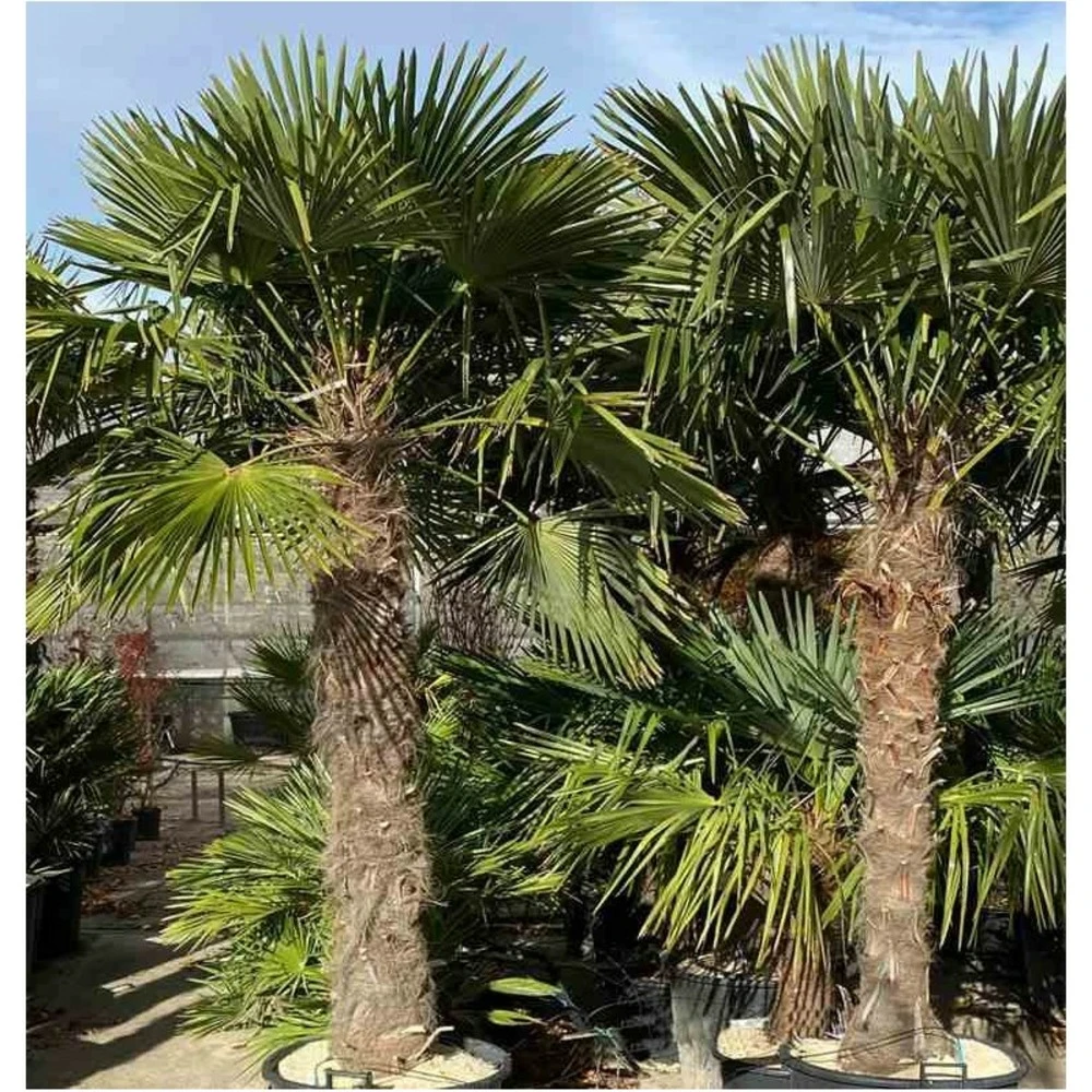 Trachycarpus Fortunei (palmier Chanvre, Palmier Moulin à Vent) 80l Stipe 140/160 - Total 200/250cm 4 Trachycarpus Fortunei (palmier Chanvre, Palmier Moulin à Vent) 80l Stipe 140/160 - Total 200/250cm – Image 2
