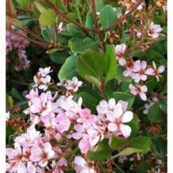 Rhaphiolepis Indica Rose - Taille Pot De 15 Litres ? 140/160 Cm -VIDAXL Soldes Magasin 64038b85f06736.27475910