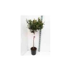 Rhaphiolepis Indica Rose - Taille Pot De 15 Litres ? 140/160 Cm -VIDAXL Soldes Magasin 64038b86085e57.18672667