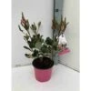 Rhaphiolepis Indica Rose - Taille Pot De 15 Litres ? 140/160 Cm -VIDAXL Soldes Magasin 64038b860bc8d2.93309843