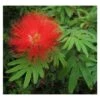 Calliandra Tweedii Taille Pot De 3 Litres - 80/100 Cm -VIDAXL Soldes Magasin 64038b90335da4.67084299