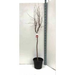 Punica Granatum (grenadier à Fruits) Rouge - Taille Pot 230l - 175/200cm - Peri 50/60 -VIDAXL Soldes Magasin 64038b913ffc91.80431064