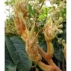 Tetrapanax Papyrifer ( Arbre à Papier De Riz) Blanc - Taille Pot De 5 Litres ? 60/80 Cm -VIDAXL Soldes Magasin 64038b93f076e6.49416771