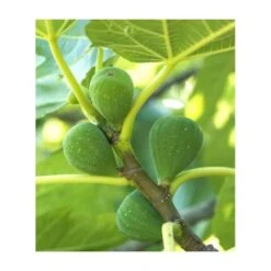 Ficus Carica (figuier) Blanc - Taille Pot De 5 Litres ? 80/100 Cm -VIDAXL Soldes Magasin 64038b954fb694.54877303