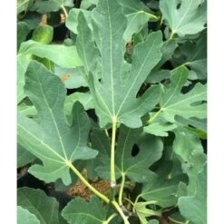 Ficus Carica (figuier) Blanc - Taille Pot De 5 Litres ? 80/100 Cm -VIDAXL Soldes Magasin 64038b955ffd22.54349580