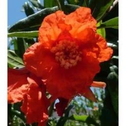 Punica Granatum (grenadier à Fruits) Taille Pot De 2 Litres ? 40/60 Cm - Rouge -VIDAXL Soldes Magasin 64038b9e603295.34672499