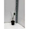 Asimina Triloba (paw Paw) Violet - Taille Pot De 3 Litres ? 60/80 Cm -VIDAXL Soldes Magasin 64038b9f9c3810.13682460