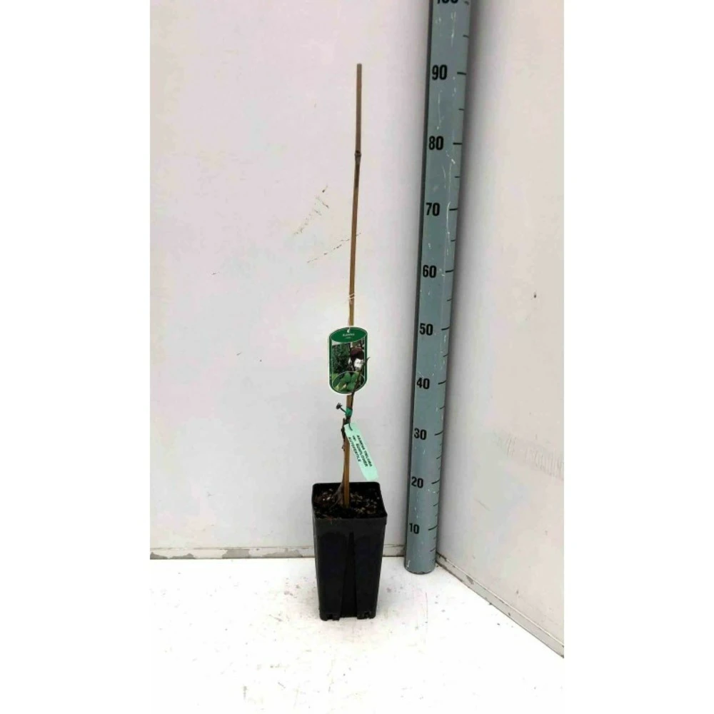 Asimina Triloba (paw Paw) Violet - Taille Pot De 3 Litres ? 60/80 Cm 4 Asimina Triloba (paw Paw) Violet - Taille Pot De 3 Litres ? 60/80 Cm – Image 2