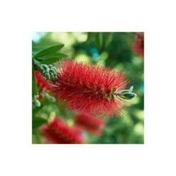 Callistemon Laevis Rouge - Taille Pot De 2 Litres - 60/80 Cm -VIDAXL Soldes Magasin 64038bac7da2a5.13759844