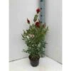 Callistemon Laevis Rouge - Taille Pot De 2 Litres - 60/80 Cm 2 Callistemon Laevis Rouge - Taille Pot De 2 Litres - 60/80 Cm -VIDAXL Soldes Magasin 64038bac849670.63491390