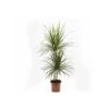 Dracaena Marginata 'green' (dragonnier) Taille Pot De 3 Litres - 50/60 Cm -VIDAXL Soldes Magasin 64038bb3aacfc7.49238487