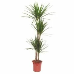 Dracaena Marginata 'green' (dragonnier) Taille Pot De 3 Litres - 50/60 Cm 7 Dracaena Marginata 'green' (dragonnier) Taille Pot De 3 Litres - 50/60 Cm -VIDAXL Soldes Magasin 64038bb3b4eee1.33559740