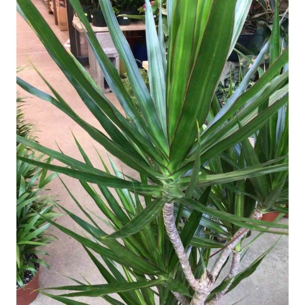 Dracaena Marginata 'green' (dragonnier) Taille Pot De 3 Litres - 50/60 Cm 4 Dracaena Marginata 'green' (dragonnier) Taille Pot De 3 Litres - 50/60 Cm – Image 2