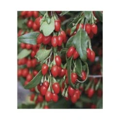 Lycium Barbarum (goji) Taille Pot De 2 Litres - 50/70 Cm - Rouge -VIDAXL Soldes Magasin 64038bb53d9ee8.21730630