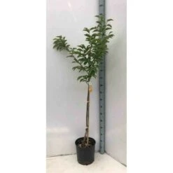 Diospyros Kaki Var.fuyu (plaqueminier) Taille Pot De 7 Litres ? 100/120 Cm - Jaune -VIDAXL Soldes Magasin 64038bb69fdeb5.15490011