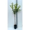 Diospyros Kaki Var.fuyu (plaqueminier) Taille Pot De 7 Litres ? 100/120 Cm - Jaune -VIDAXL Soldes Magasin 64038bb6a3b1c2.30070524