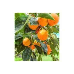 Diospyros Kaki Var.fuyu (plaqueminier) Taille Pot De 7 Litres ? 100/120 Cm - Jaune -VIDAXL Soldes Magasin 64038bb6baaf92.34022933