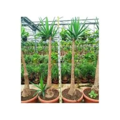 Yucca Elephantipes (yucca Pied D'éléphant) Blanc - Taille Pot De 65l - 180/200cm -VIDAXL Soldes Magasin 64038bba6ce170.63708383