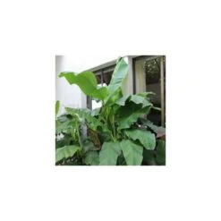 Collection De 3 Bananiers Rustiques -VIDAXL Soldes Magasin 64038bc36312f5.34877804