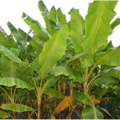 Collection De 3 Bananiers Rustiques -VIDAXL Soldes Magasin 64038bc36bab06.48656338