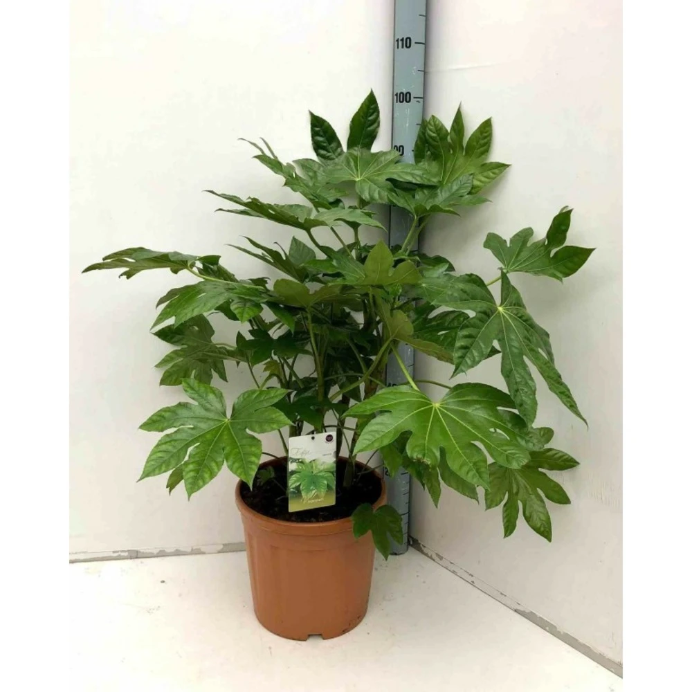 Fatsia Japonica (aralia Du Japon) Blanc - Taille Pot De 14l - 80/100 Cm 3 Fatsia Japonica (aralia Du Japon) Blanc - Taille Pot De 14l - 80/100 Cm