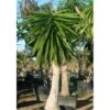 Yucca Elephantipes (yucca Pied D'éléphant) Blanc - Taille Pot De 160l - Ramifié - 180/220cm -VIDAXL Soldes Magasin 64038bd085b982.17628933