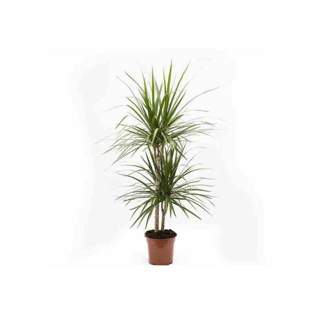 Dracaena Marginata 'green' (dragonnier) Taille Pot De 50l - 150/175cm 3 Dracaena Marginata 'green' (dragonnier) Taille Pot De 50l - 150/175cm