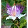 Capparis Spinosa (caprier) Blanc - Taille Pot De 2 Litres ? 20/30 Cm -VIDAXL Soldes Magasin 64038c0b8f5135.71019905