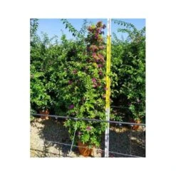 Bougainvillea Vera (bougainvillier Très Florifère) Taille Pot De 3.5l - 80/100cm -VIDAXL Soldes Magasin 64038c19062340.12754263