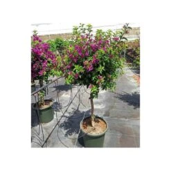 Bougainvillea Vera (bougainvillier Très Florifère) Taille Pot De 3.5l - 80/100cm -VIDAXL Soldes Magasin 64038c190f47a0.95204682