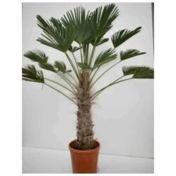 Trachycarpus Wagnerianus (palmier De Chusan, Palmier Moulin à Vent) Tronc De 90/100cm- Total 170/200cm -VIDAXL Soldes Magasin 640394701bdb77.13685670