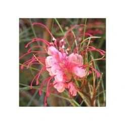 Grevillea Johnsonii (grevillea De Johnson Ou Fleur D'araignée De Johnson,) Pot De 4 Litres 50/60 Cm 9 Grevillea Johnsonii (grevillea De Johnson Ou Fleur D'araignée De Johnson,) Pot De 4 Litres 50/60 Cm -VIDAXL Soldes Magasin 6403954ac10fa5.53432193