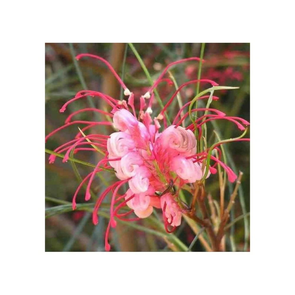 Grevillea Johnsonii (grevillea De Johnson Ou Fleur D'araignée De Johnson,) Pot De 4 Litres 50/60 Cm 6 Grevillea Johnsonii (grevillea De Johnson Ou Fleur D'araignée De Johnson,) Pot De 4 Litres 50/60 Cm – Image 4
