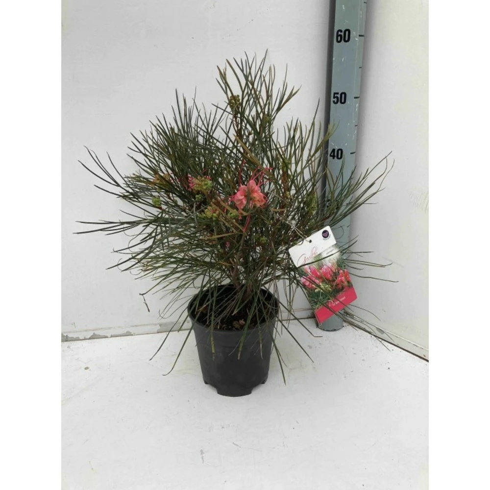 Grevillea Johnsonii (grevillea De Johnson Ou Fleur D'araignée De Johnson,) Pot De 4 Litres 50/60 Cm 4 Grevillea Johnsonii (grevillea De Johnson Ou Fleur D'araignée De Johnson,) Pot De 4 Litres 50/60 Cm – Image 2