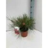 Grevillea Johnsonii (grevillea De Johnson Ou Fleur D'araignée De Johnson,) Pot De 4 Litres 50/60 Cm -VIDAXL Soldes Magasin 6403954aca3650.56603580