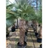 Trachycarpus Fortunei (palmier Chanvre, Palmier Moulin à Vent) Specimen 80l Stipe 160/180 -total 200/250cm -VIDAXL Soldes Magasin 640395530406c9.76489628
