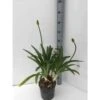 Agapanthus Praecox (agapanthe) Taille Pot De 3 Litres - 30/40cm - Violet 2 Agapanthus Praecox (agapanthe) Taille Pot De 3 Litres - 30/40cm - Violet -VIDAXL Soldes Magasin 6403955fc683c2.16453753