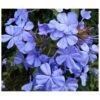 Plumbago Auriculata Syn. Plumbago Capensis (plumbago Du Cap, Dentelaire Du Cap) Taille Pot De3litres - 30/50 Cm -VIDAXL Soldes Magasin 6403957f2eab01.96325030