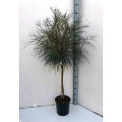 Grevillea Johnsonii (grevillea De Johnson Ou Fleur D'araignée De Johnson,) Taille Pot De 6 Litres - 100/120 Cm -VIDAXL Soldes Magasin 640395807e85b6.70200338