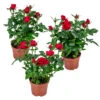 3x Pot Rose Rouge - Rosa - Plante D'intérieur & Terrasse - ⌀12cm– ↕20-30cm -VIDAXL Soldes Magasin 64062fbc6d16c2.66777191