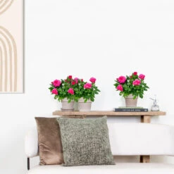 3x Pot Rose Rose - Rosa – Plante De Terrasse & D'intérieur – ⌀12cm – ↕20-30cm -VIDAXL Soldes Magasin 64062fbfc0d959.17995780