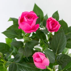 3x Pot Rose Rose - Rosa – Plante De Terrasse & D'intérieur – ⌀12cm – ↕20-30cm -VIDAXL Soldes Magasin 64062fbfd17801.69056399