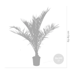 2x Phoenix Canariensis - Palmier Dattier Des Canaries - Palmier - Rustique – ⌀19 Cm - ↕80-100 Cm -VIDAXL Soldes Magasin 640b20121a6e42.84880021