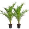 2x Phoenix Canariensis - Palmier Dattier Des Canaries - Palmier - Rustique – ⌀19 Cm - ↕80-100 Cm -VIDAXL Soldes Magasin 640b20121ebb14.14754222