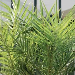 2x Phoenix Canariensis - Palmier Dattier Des Canaries - Palmier - Rustique – ⌀19 Cm - ↕80-100 Cm -VIDAXL Soldes Magasin 640b20122ac528.41887841