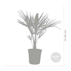 Trachycarpus Fortunei - Palmier Chinois - Palmier - Rustique – ⌀24 Cm - ↕70-80 Cm -VIDAXL Soldes Magasin 640b201bdc53a4.37899146