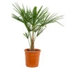 Trachycarpus Fortunei - Palmier Chinois - Palmier - Rustique – ⌀24 Cm - ↕70-80 Cm -VIDAXL Soldes Magasin 640b201be00b46.49785904