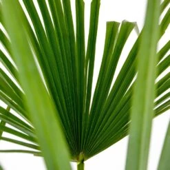 Trachycarpus Fortunei - Palmier Chinois - Palmier - Rustique – ⌀24 Cm - ↕70-80 Cm -VIDAXL Soldes Magasin 640b201be497f6.77912192