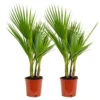 2x Washingtonia Robusta - Palmier Mexicain - Palmier Extérieur - Persistant – ⌀17 Cm - ↕60-75 Cm -VIDAXL Soldes Magasin 640b201d697386.42567210
